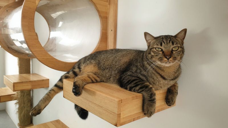 Provide Elevated Resting Spots