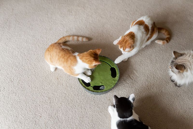 Provide Enrichment Activities