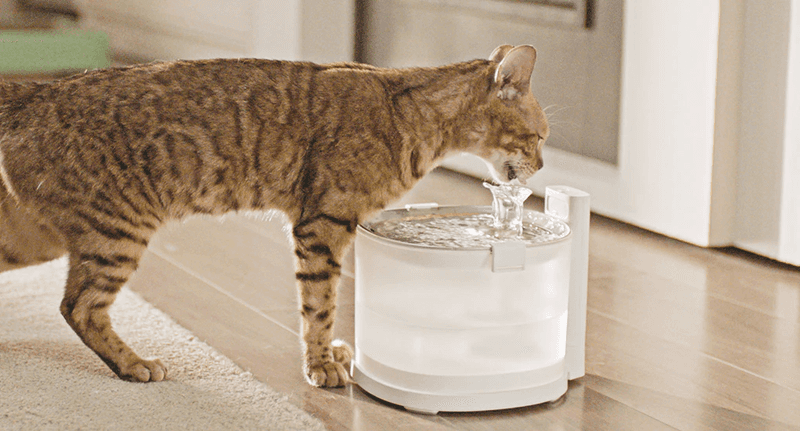Provide Fresh, Clean Water Sources