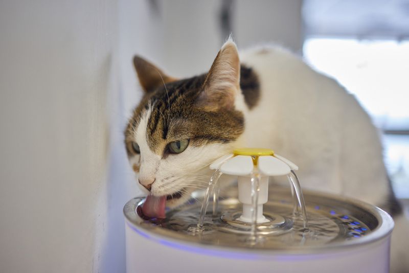 Provide Fresh Water in Multiple Locations