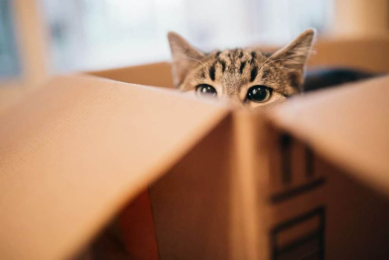 Provide Multiple Hiding Spots