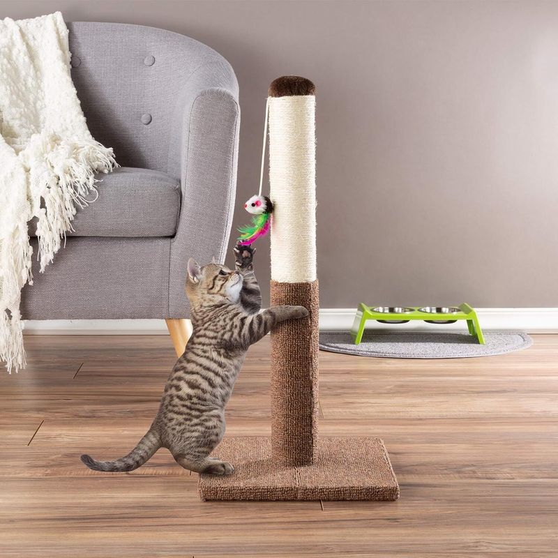 Provide a Variety of Scratching Surfaces