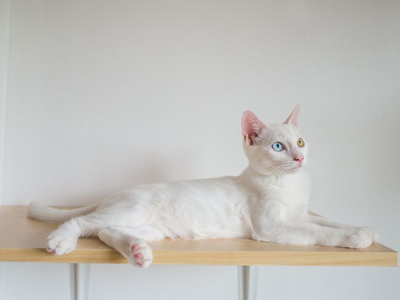 Provide a Window Perch