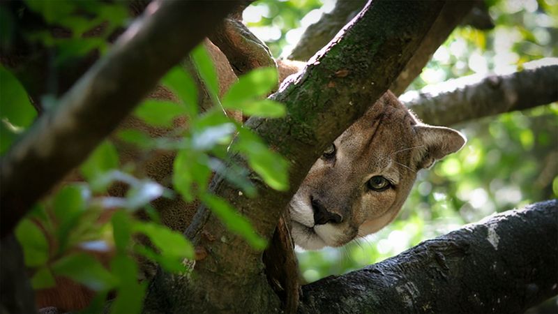 Puma