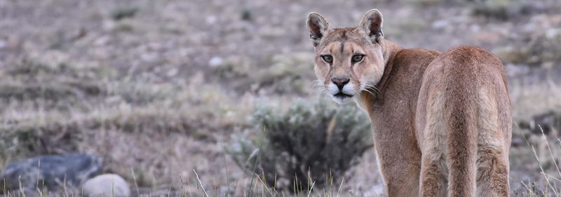 Puma (Puma concolor)