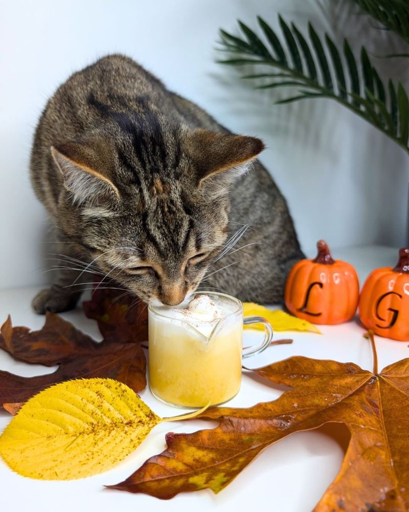 Pumpkin Juice