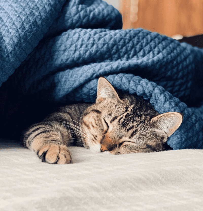 Purr Therapy That Soothes Raw Emotions