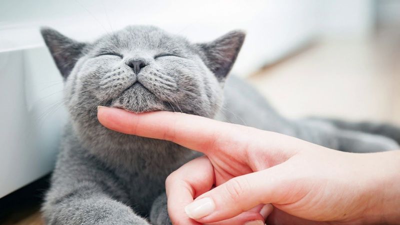 Purring Loudly