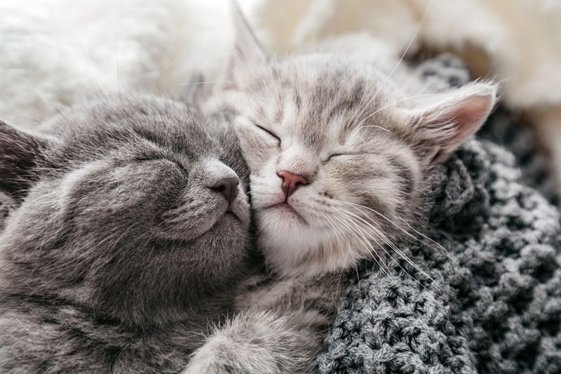 Purring Loudly in Your Presence