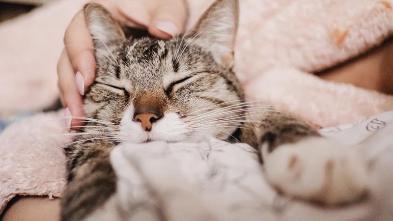 Purring Specifically For You
