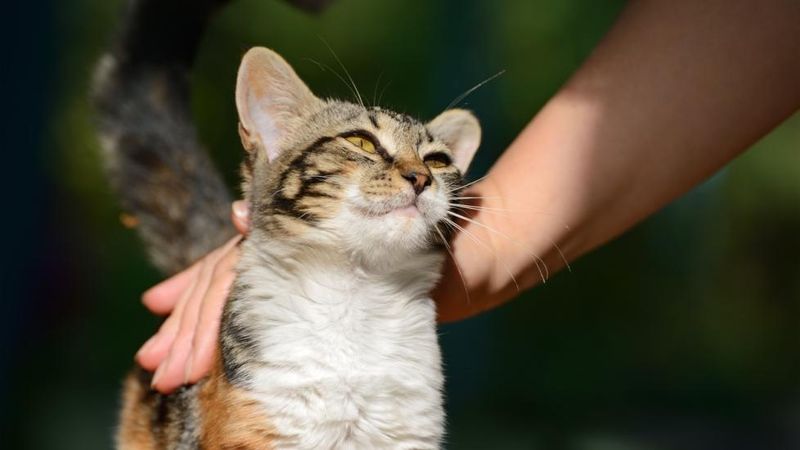 Purring Symphony