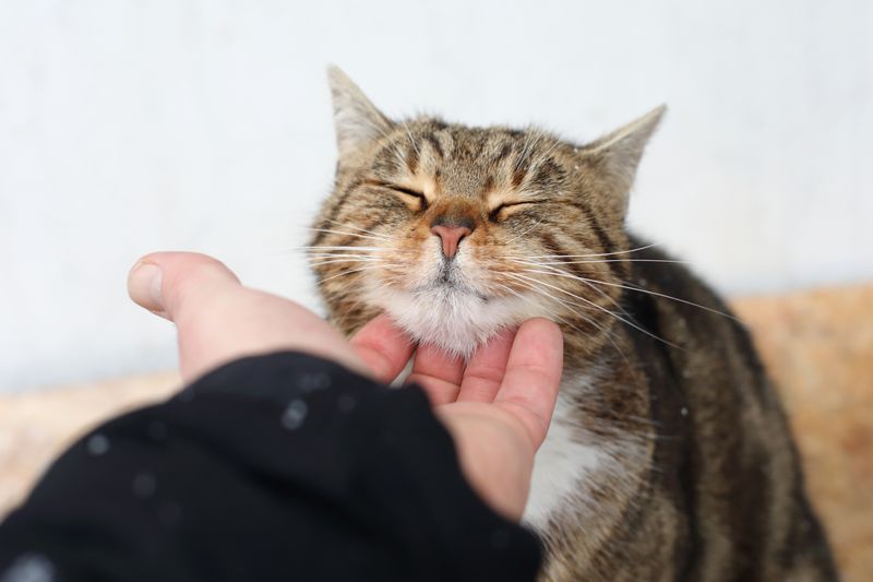 Purring Through Pain