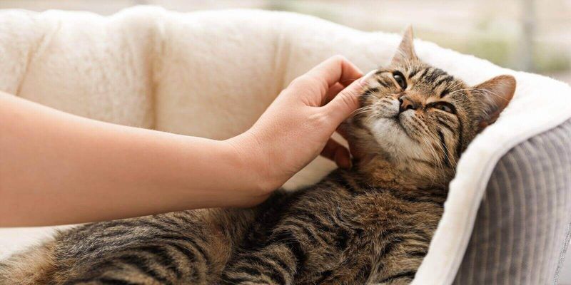Purring When You're Near