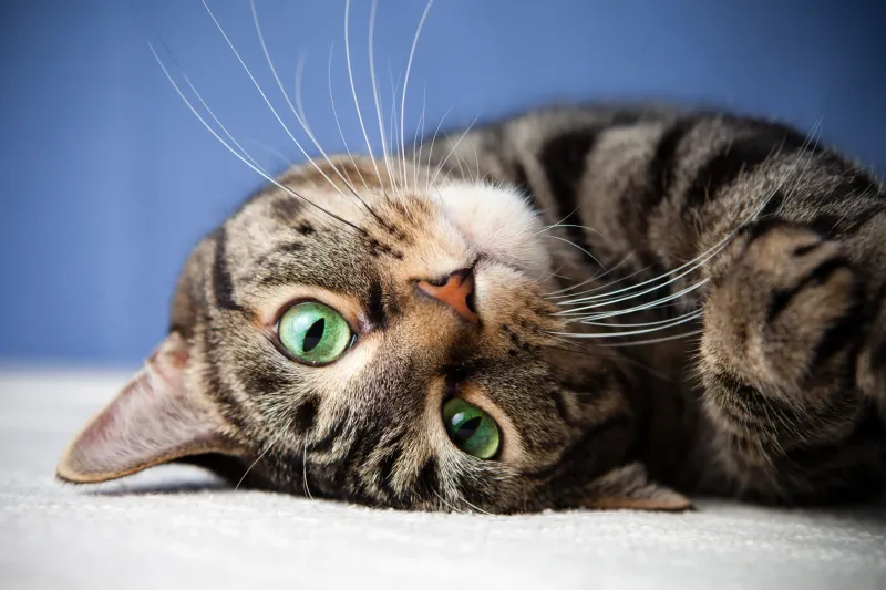 Purring While Making Eye Contact
