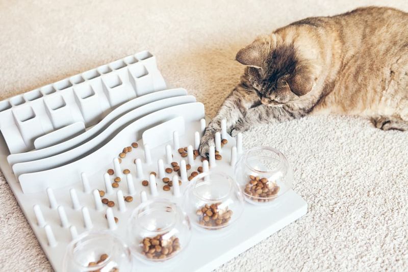 Puzzle Feeders