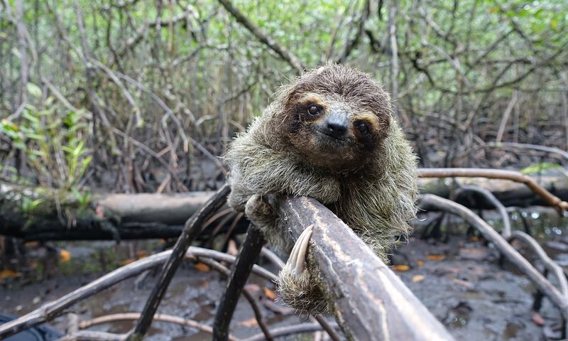 Pygmy Three-Toed Sloth