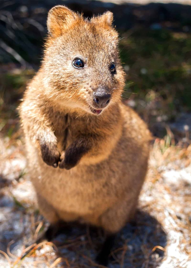 Quokkas