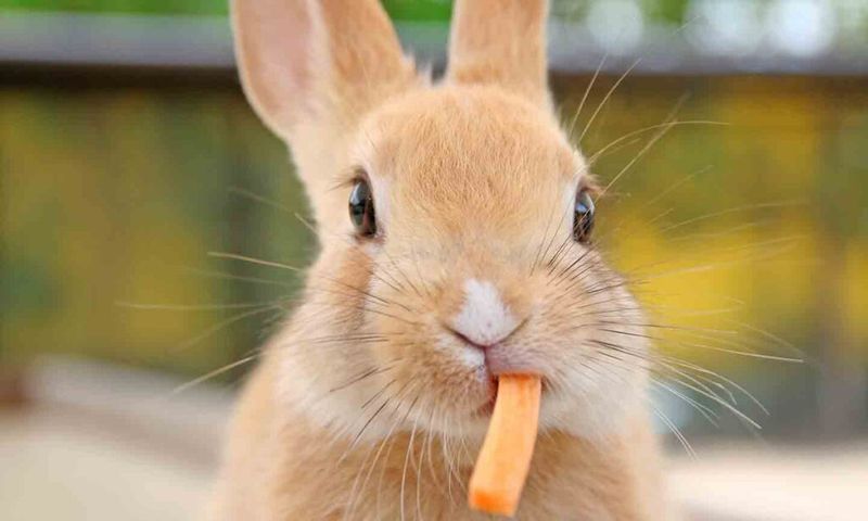 Rabbits