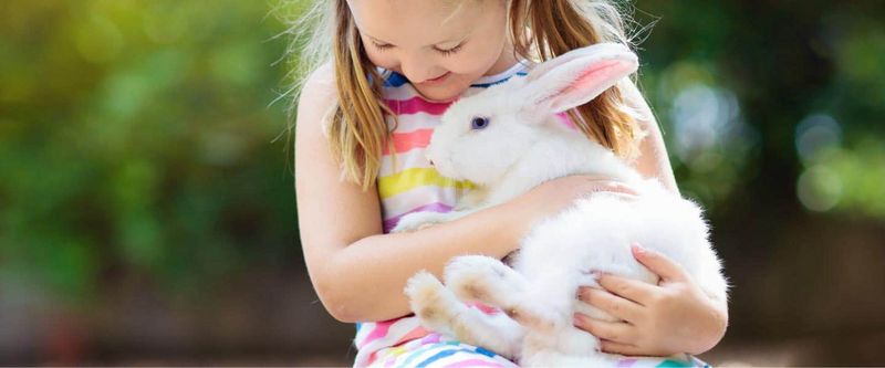 Rabbits for Gentle Socialization