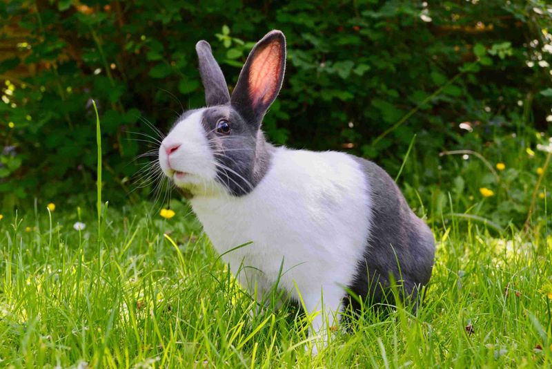 Rabbits