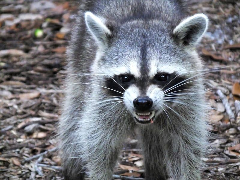 Raccoons