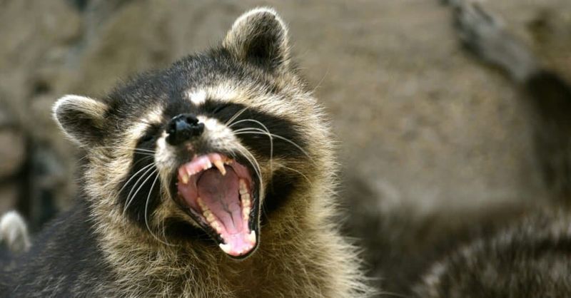 Raccoons