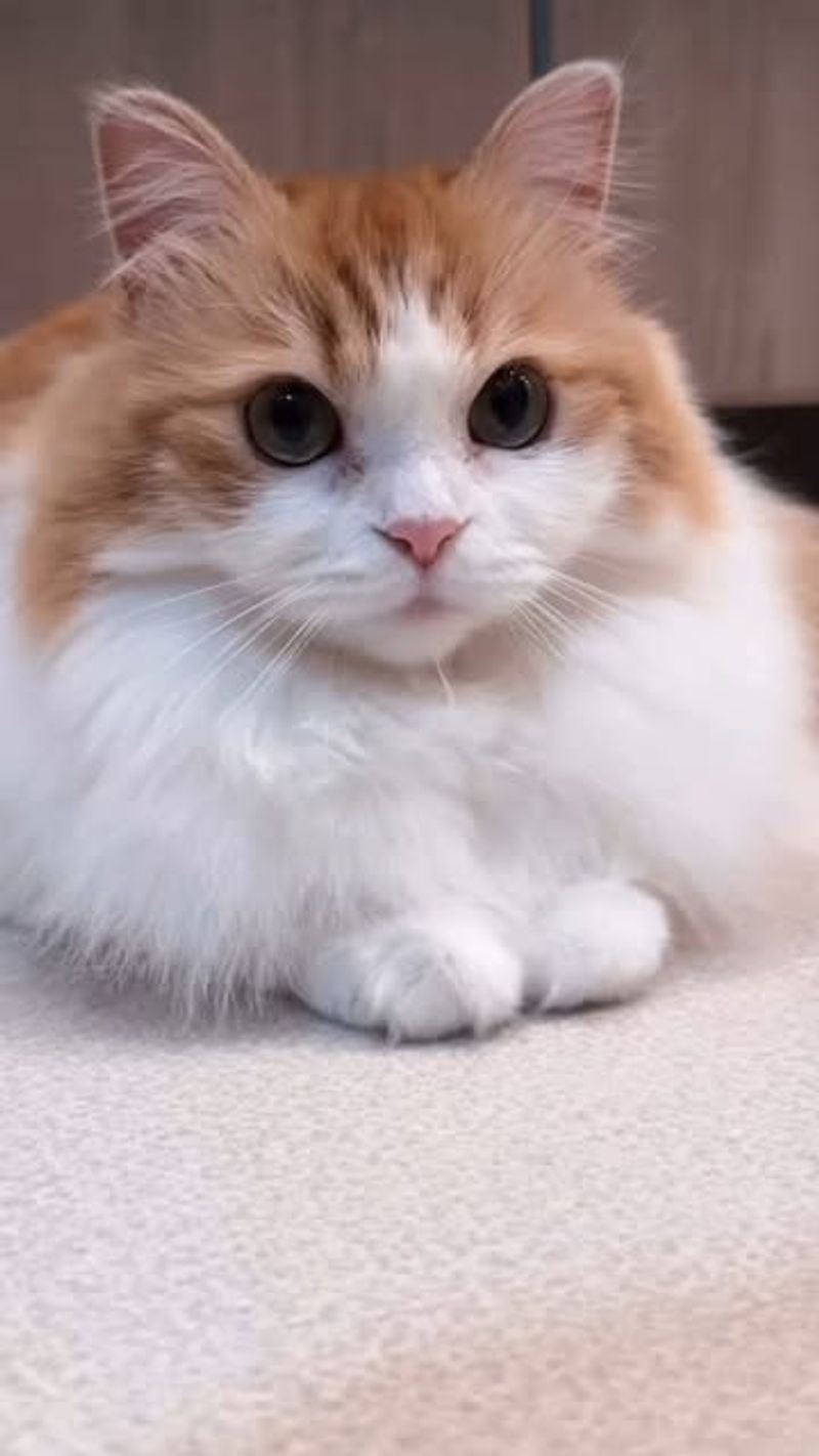 Ragamuffin