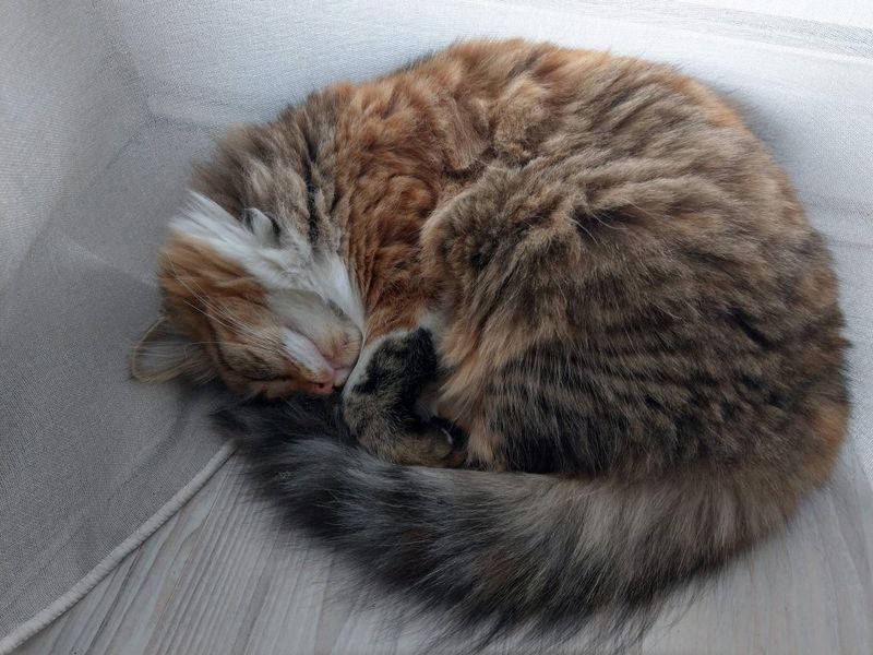 Ragamuffin