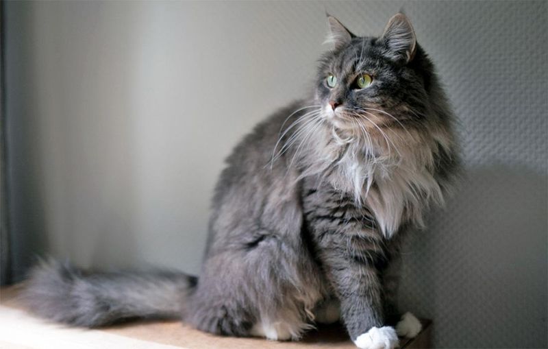 Ragamuffin