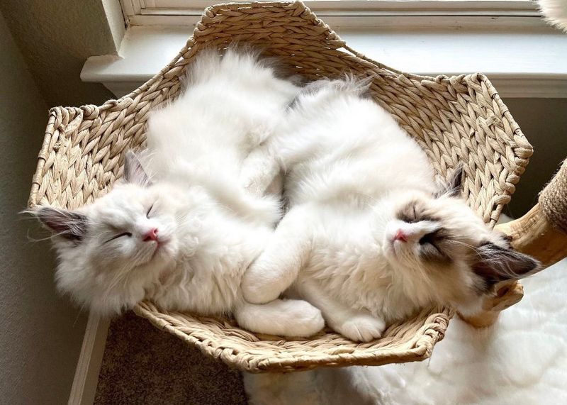 Ragdoll