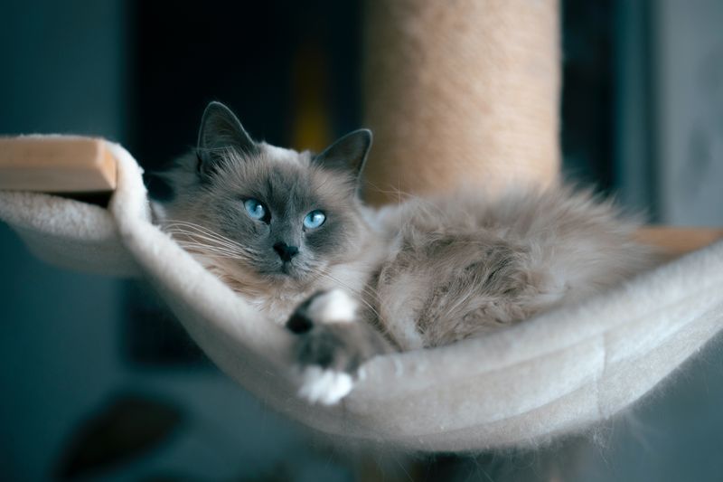 Ragdoll