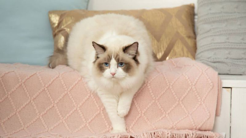 Ragdoll
