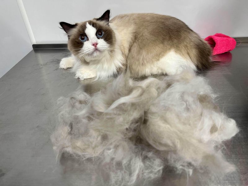 Ragdoll