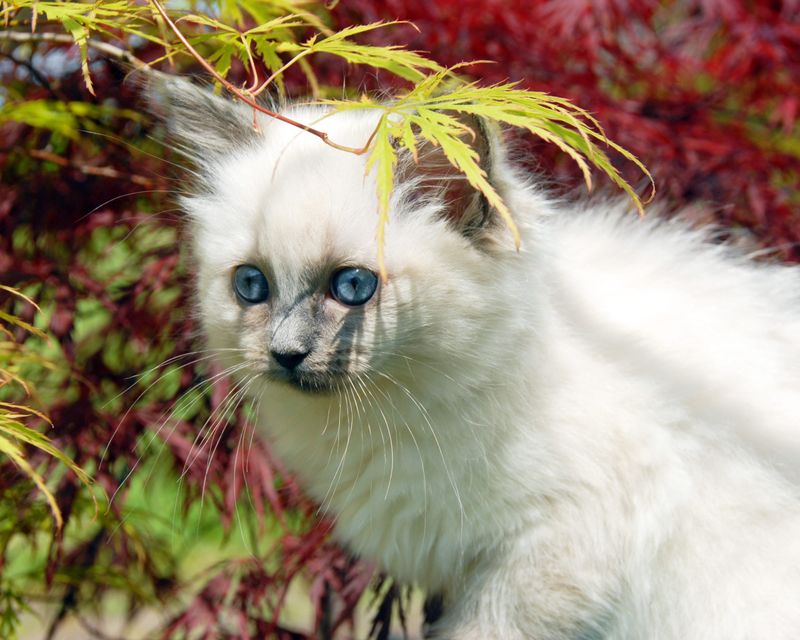 Ragdoll