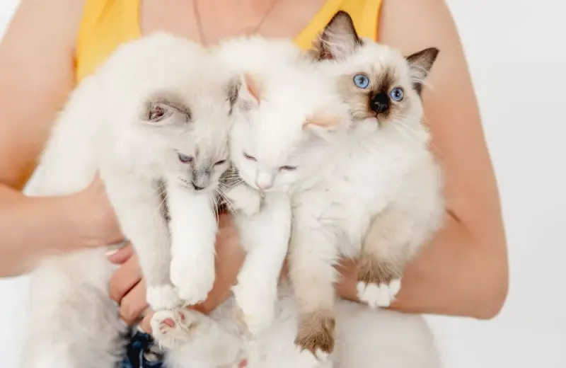 Ragdoll