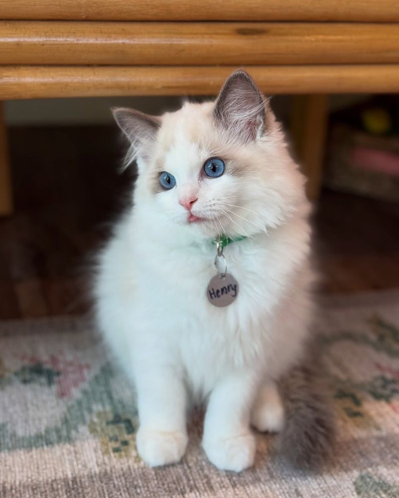Ragdoll
