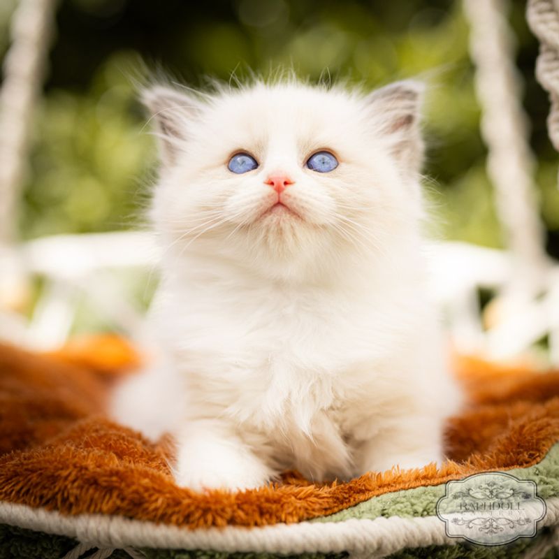 Ragdoll