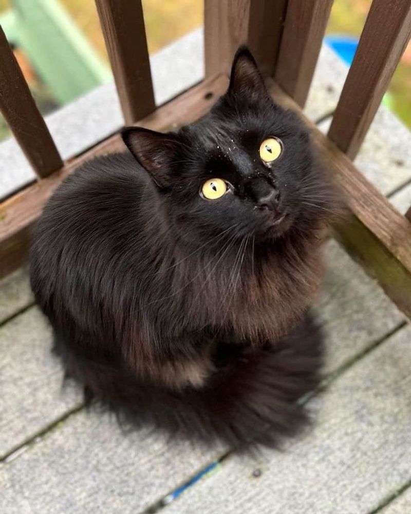 Ragdoll