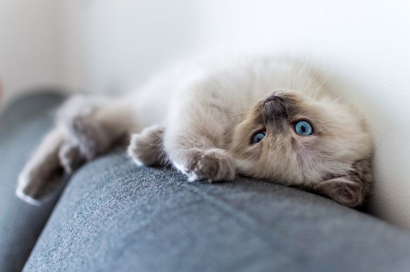 Ragdoll