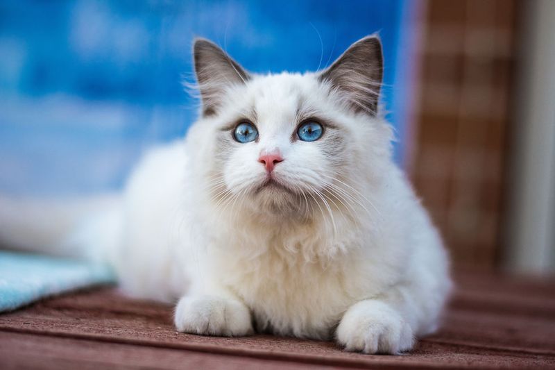 Ragdoll