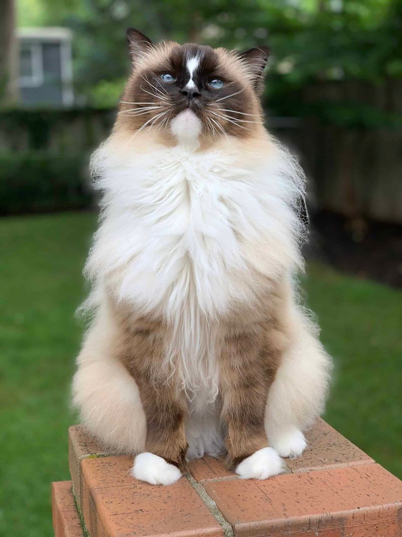 Ragdoll