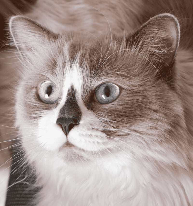 Ragdoll