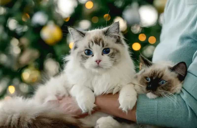 Ragdoll