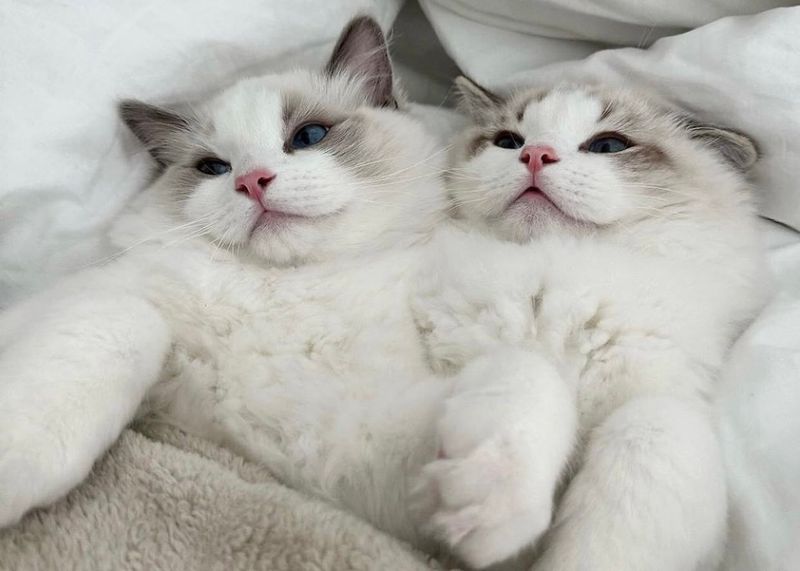 Ragdoll