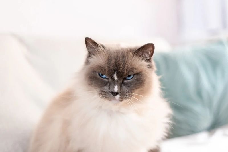 Ragdoll
