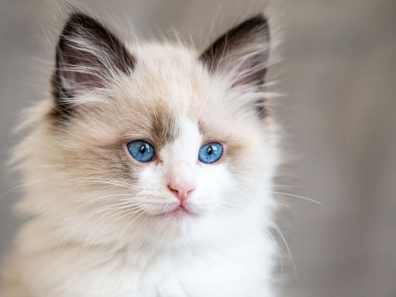Ragdoll