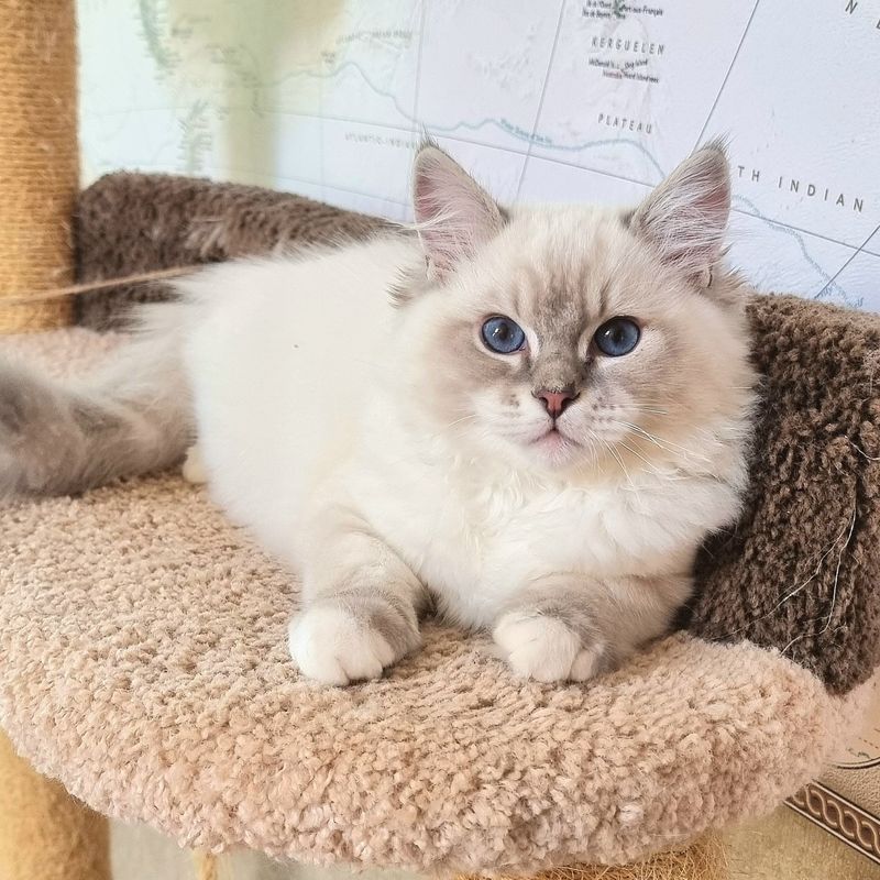 Ragdoll