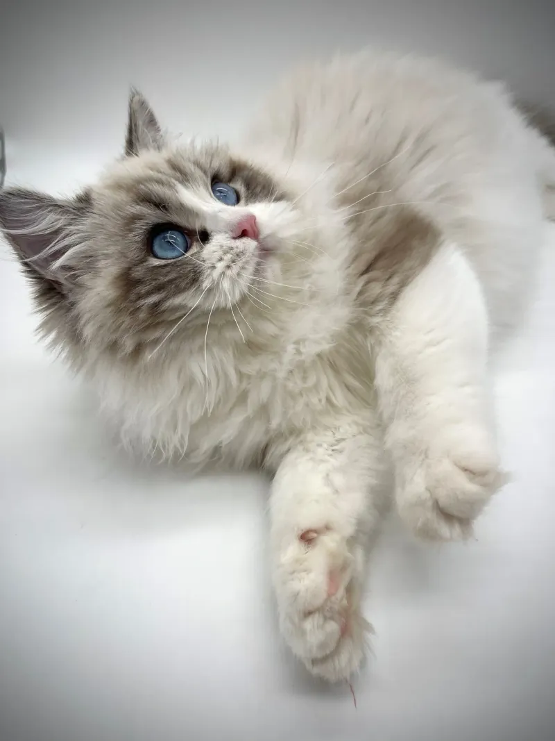 Ragdoll