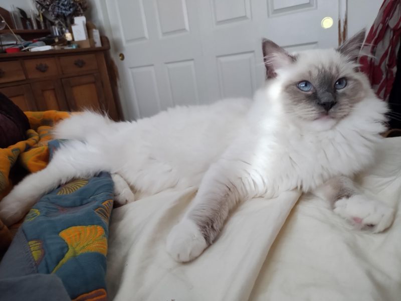 Ragdoll