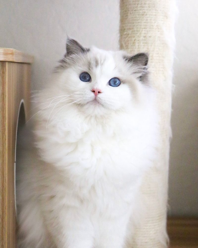 Ragdoll